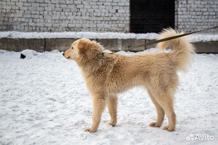 Собака в добрые руки