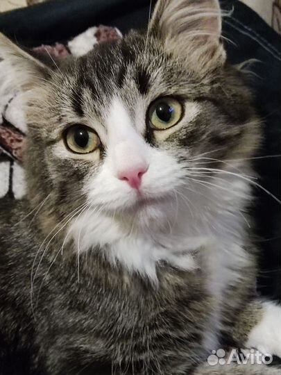 Кошка