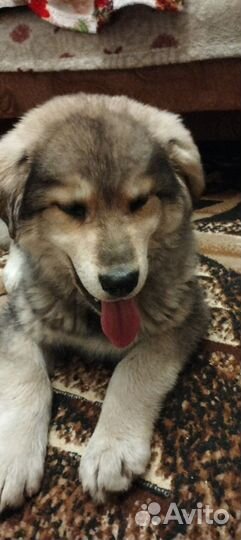 Собака в добрые руки отдам бесплатно щенок