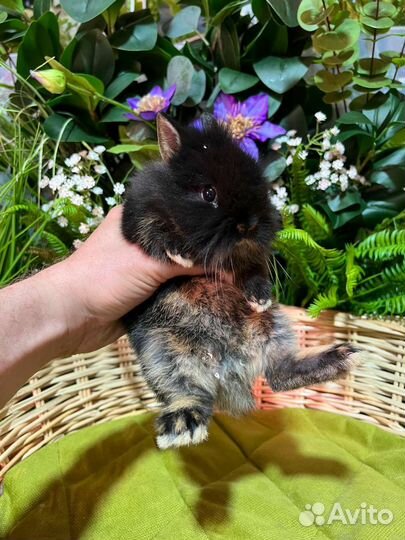 Мини карликовые кролики. Большой выбор