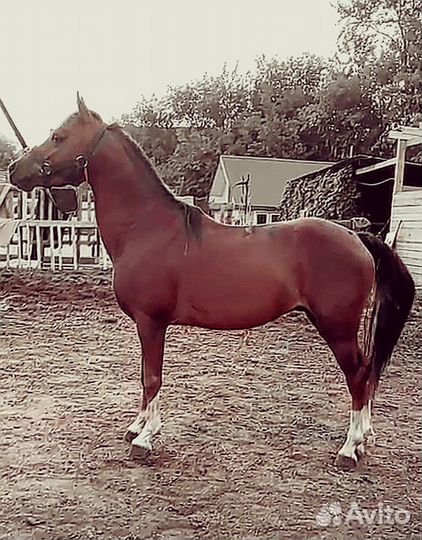 Уэльский пони