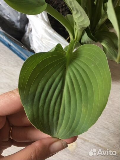 Хоста Блю Кадет