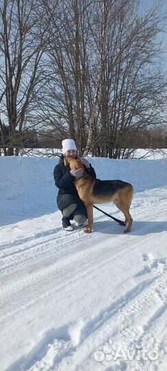 Кобель для вязки