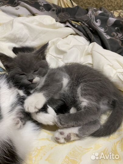 Котята мальчики 1,5 месяца