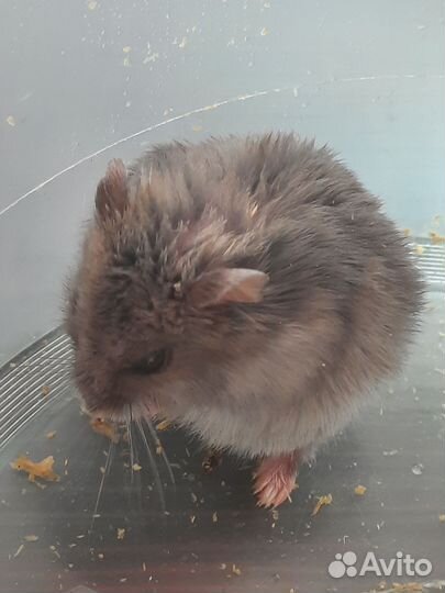 Хомяк джунгарик