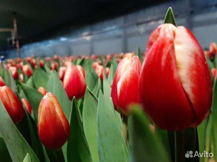 Луковицы тюльпанов оптом