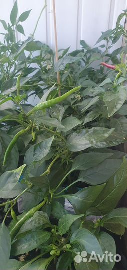 Острый перчик