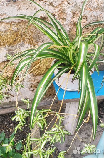 Хлорофитум