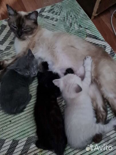 Кошка