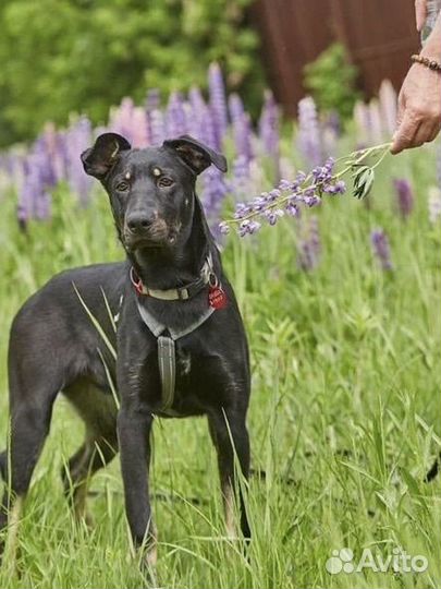Щенок 6 мес в добрые руки