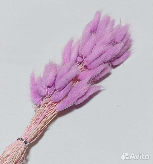 Лагурус Сухоцветы