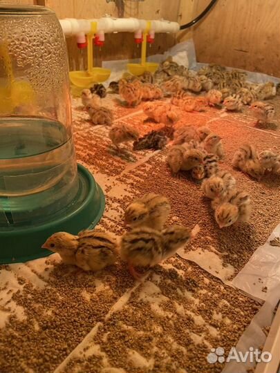 Манжурские перепела, золотистый феникс, фараон