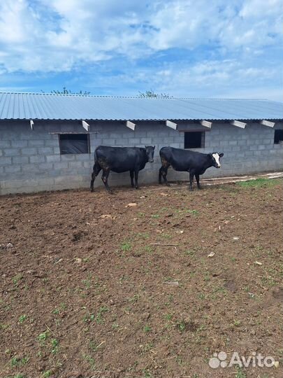 Телки стельные