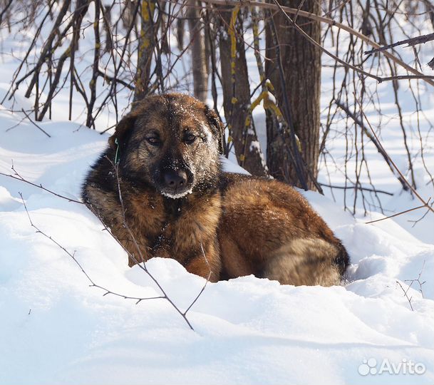 Собака в добрые руки предприятие вызвало отлов