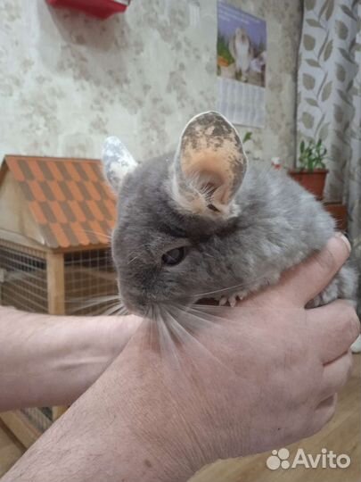 Шиншилла