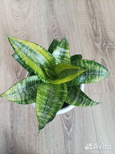 Сансевиерия Ханни Филлипин