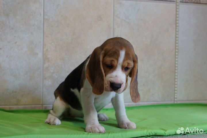 Щенки бигля