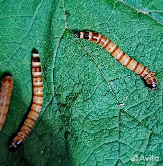 Зофобас. Кормовые насекомые