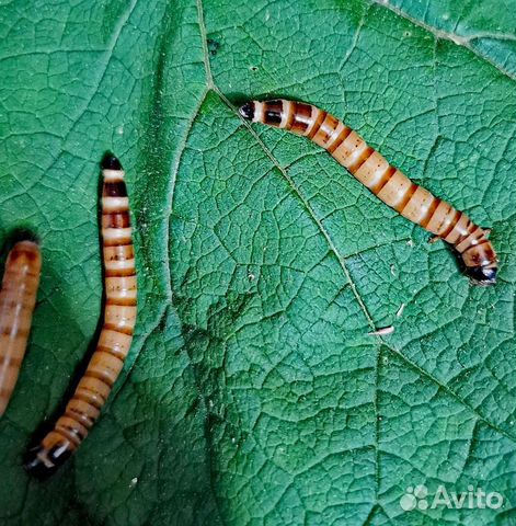 Зофобас. Кормовые насекомые