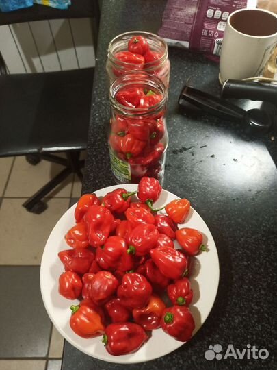 Семена острого перца