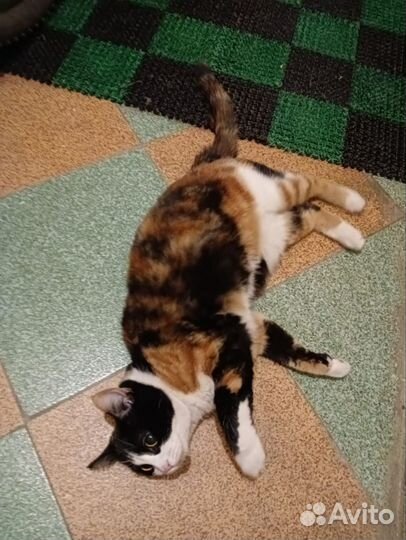 Кошка ищет дом