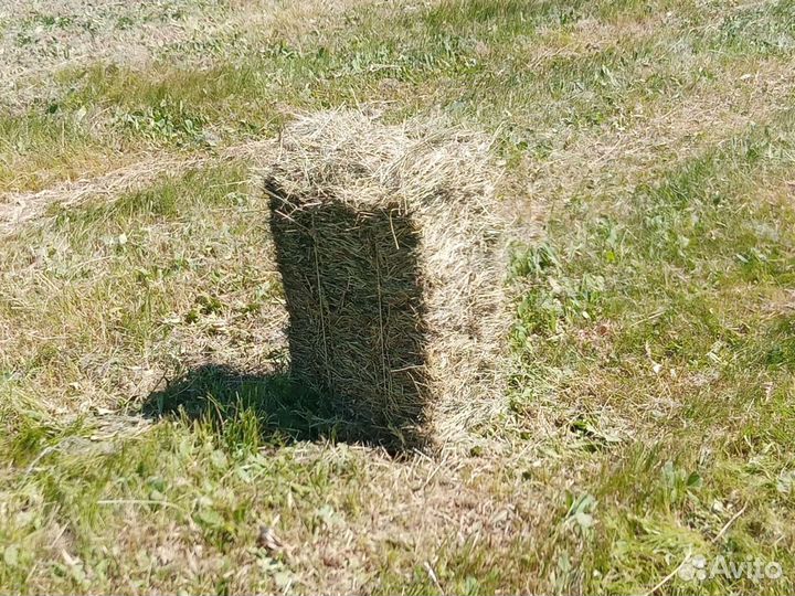 Сено луговое в тюках