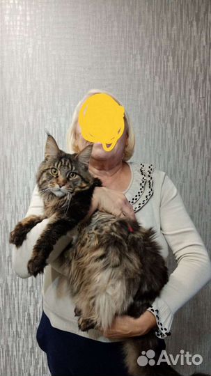 Котята мейн-кун