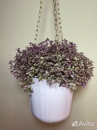 Каллизия розовая пантера