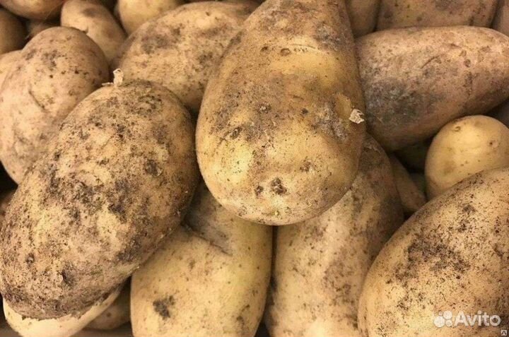 Продам картофель
