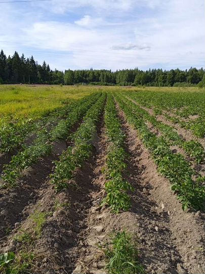 Дом 71,2 м² на участке 50 сот.