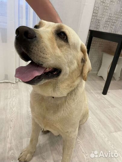 Лабрадор в добрые руки