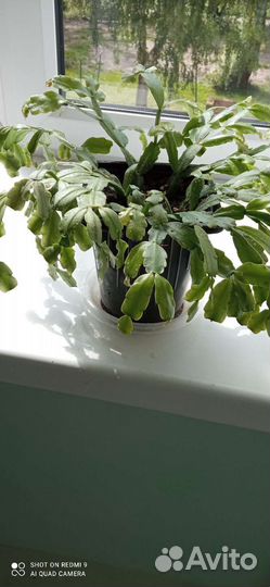 Цветок декабрист.Молодое растение