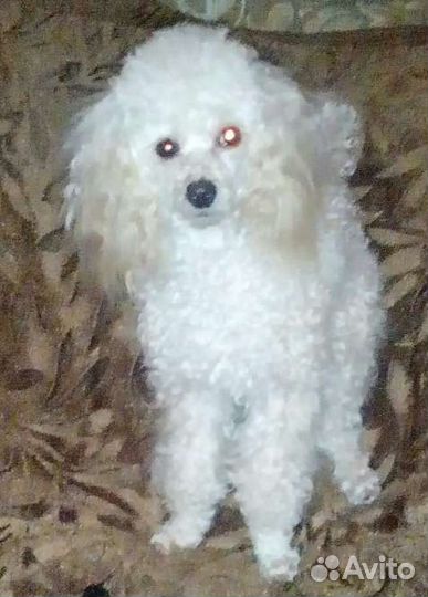 Той-пудель девочка (вязка)