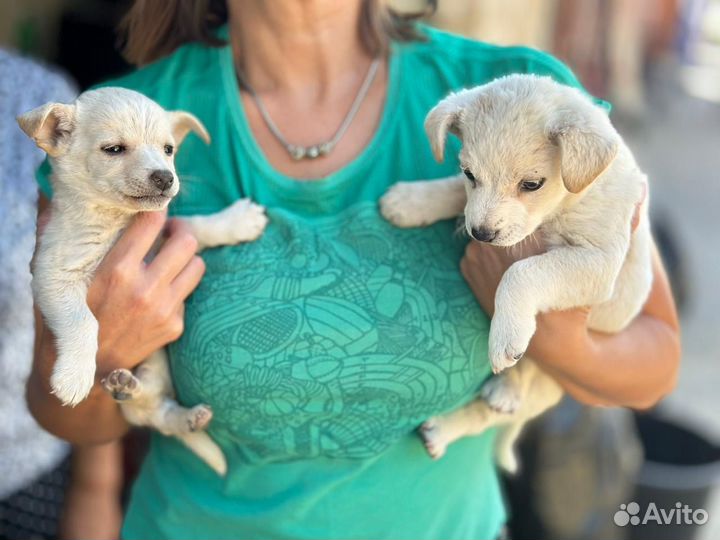 Щенки