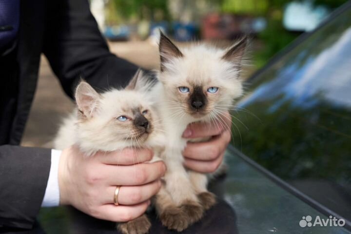Невская маскарадная кошка