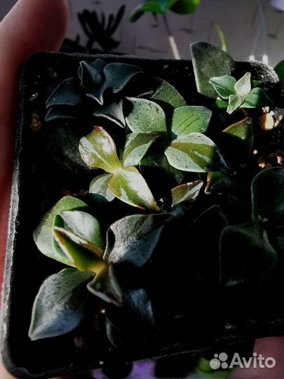 Суккуленты для коллекции