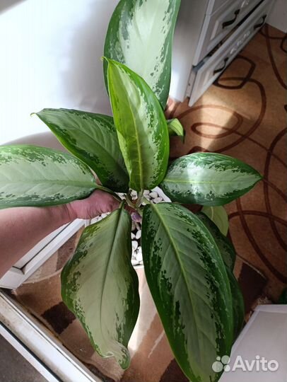 Аглаонема обмен