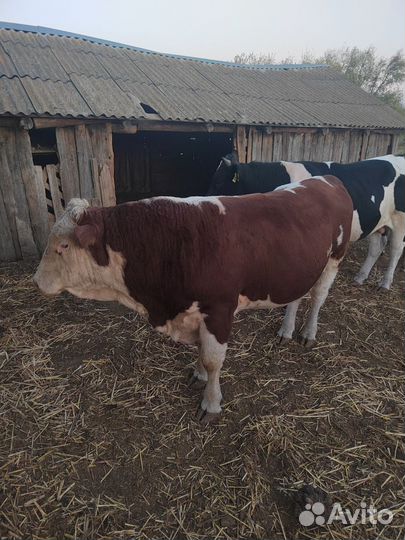 Быки на племя