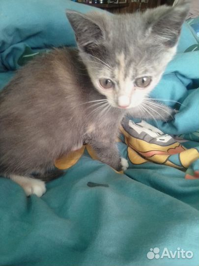 Отдаем котенка, Угольная