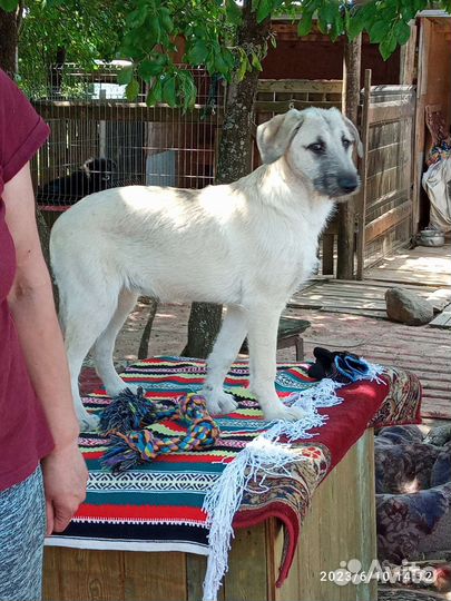 Собакакрасавица