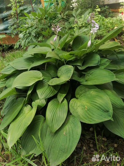 Хоста зелёная