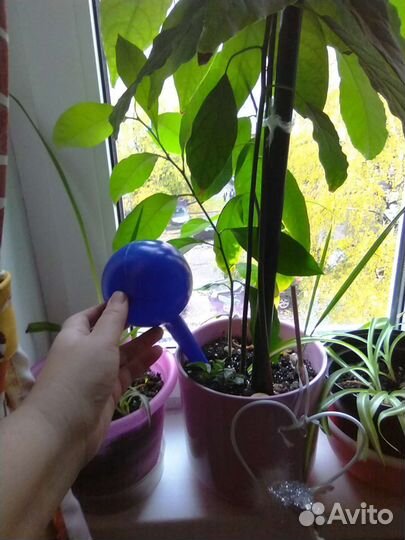 Автополив для комнатных растений