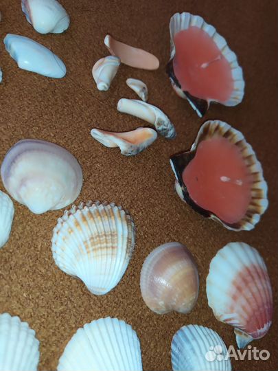 Морские ракушки