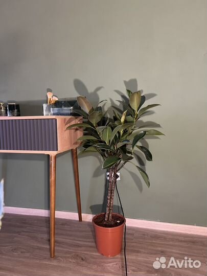 Ficus elastica мелани