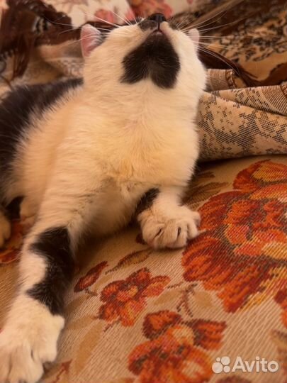 Котик далматин