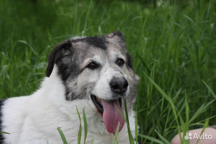 Собака из приюта мечтает о доме