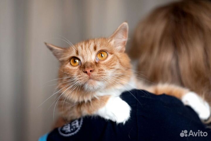 Лиса в добрые руки