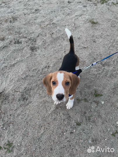 Щенок Бигль мальчик