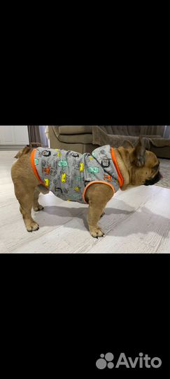 Одежда для собак