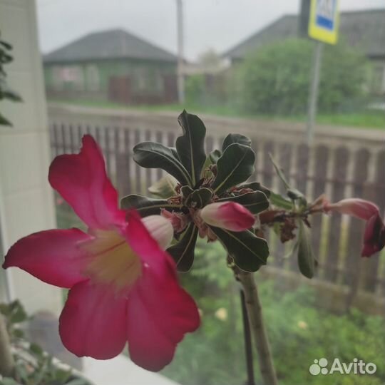 Комнатные растения